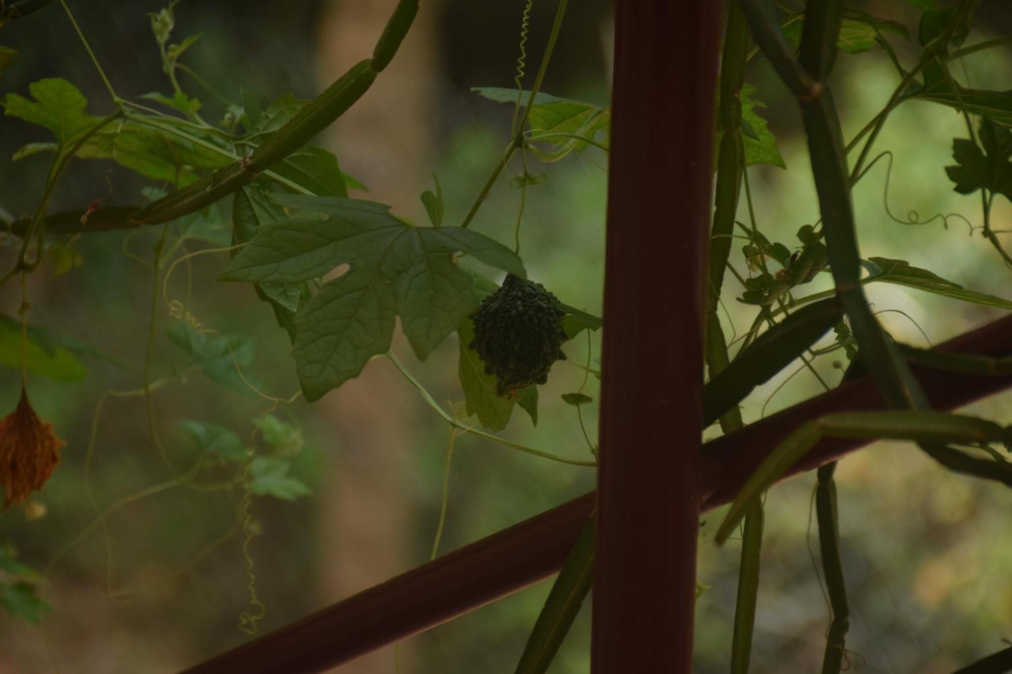 Travellers Crib Hotell Auroville Eksteriør bilde